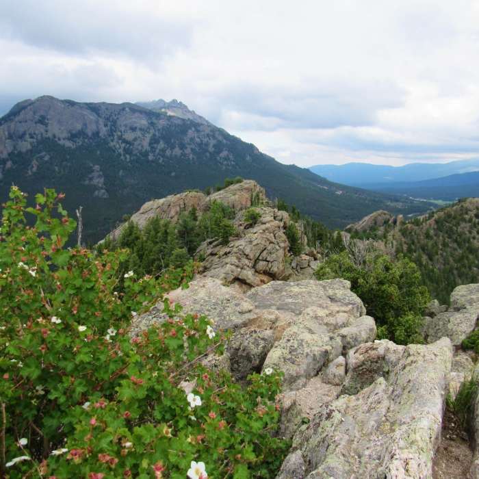 Near Lily Mountain Trail
