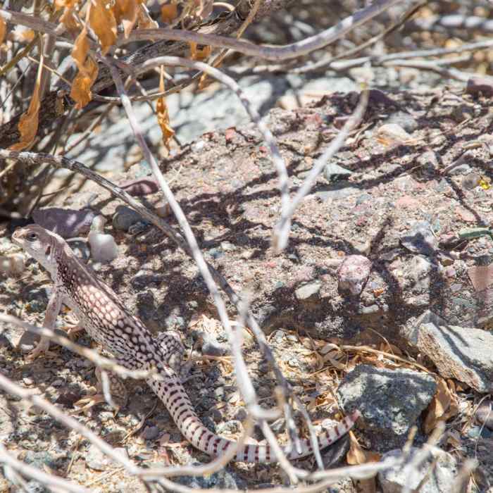 Near Holbert Trail to Dobbin's Lookout