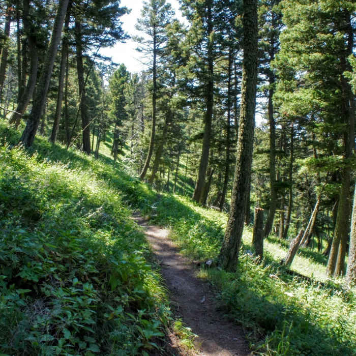 Near North Cottonwood Loop
