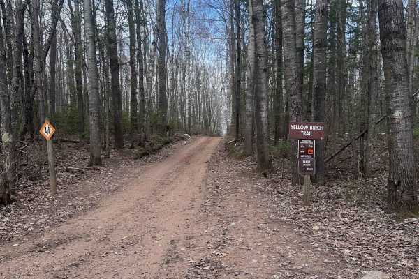 Yellow Birch Trail