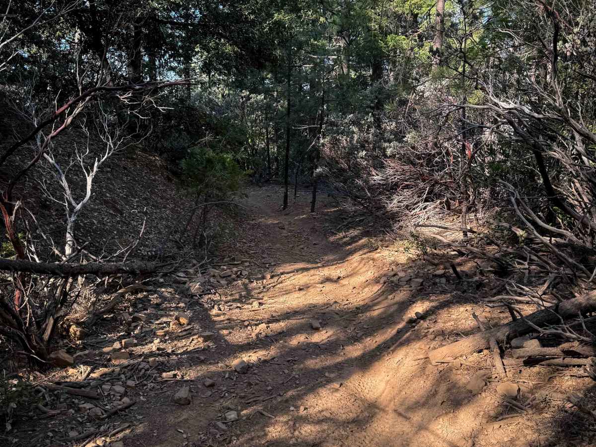 Trail 9 (11E13)  photo 2