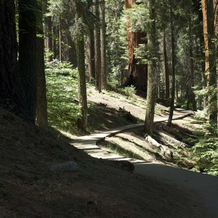 The Alta Trail wanders beneath the shade of Giant Sequoias and other large evergreen trees. It is packed dirt and gravel at this point, making hiking easy. Near Sunset Rock Trail