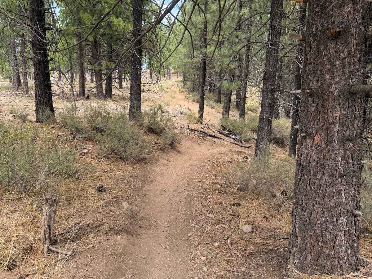 #6 trail photo