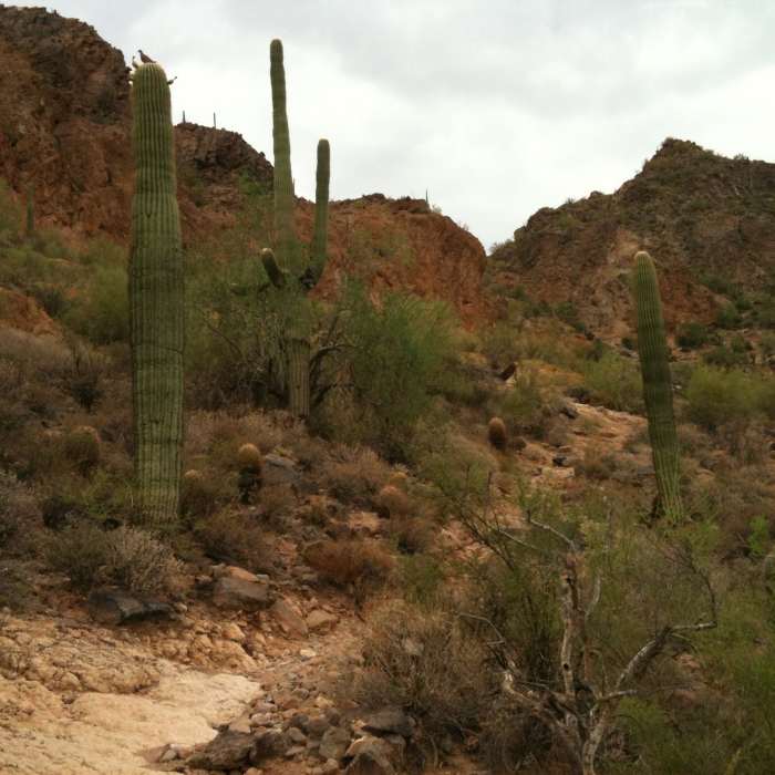 The trail is rocky and rife with saguaro on the way to the saddle. Near Bulldog Canyon Saddle and Pass Mountain Trail Loop