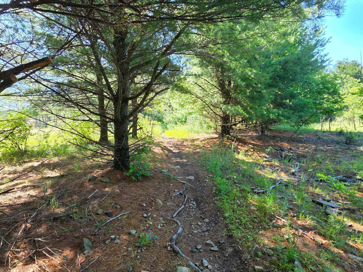 Single Track P photo 3