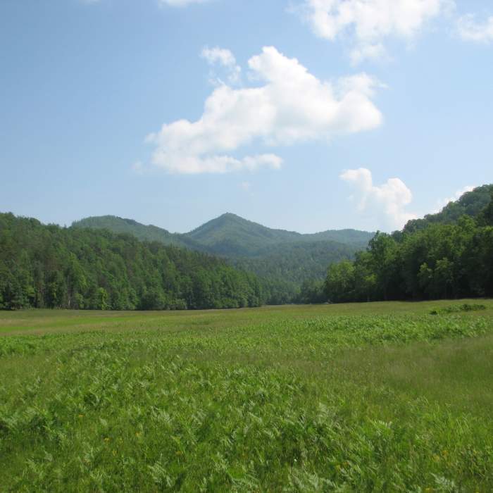 Near Big Fork Ridge Trail