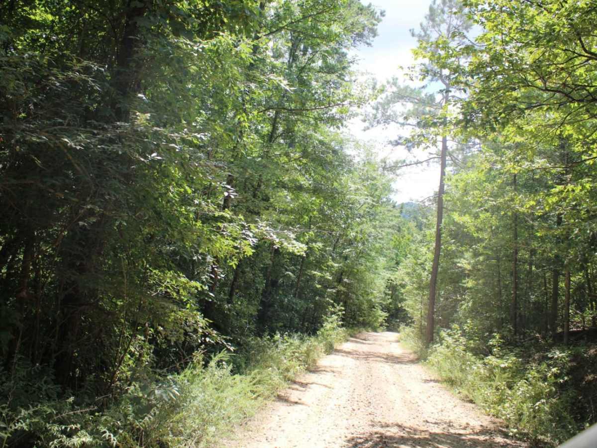 Two Mile Road photo 2