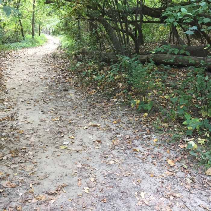 Near Dogwood Hill