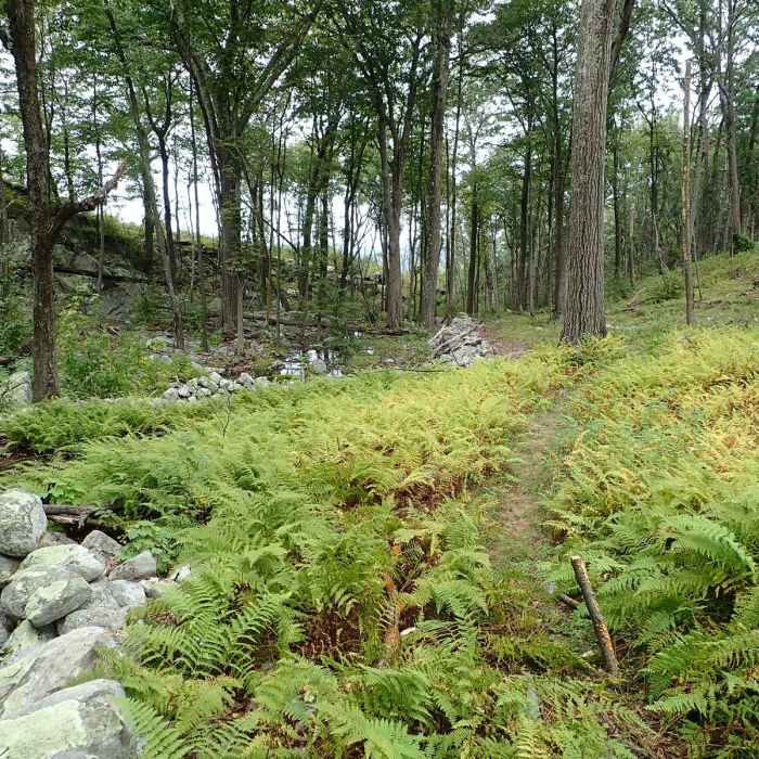Near Shawangunk Ridge Trail: Roosa Gap Section