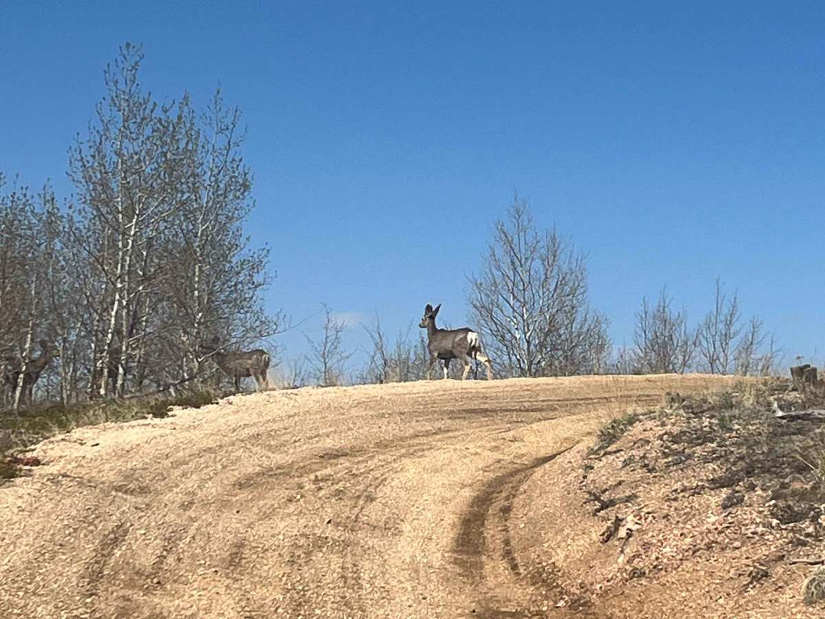 Predator Road photo 3