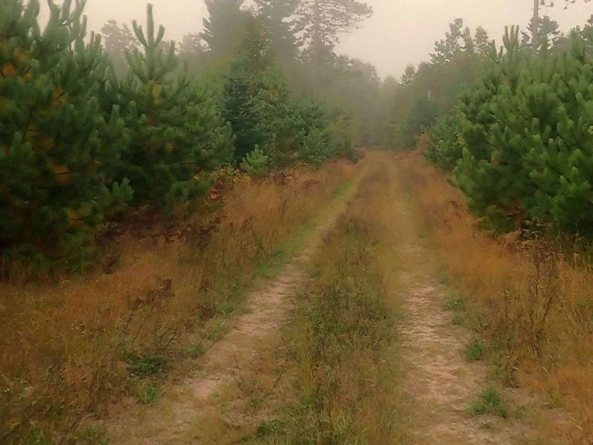 Paquinn Creek Road/ Sand Lake Road - FS 3374 (ORV Route A) photo 3