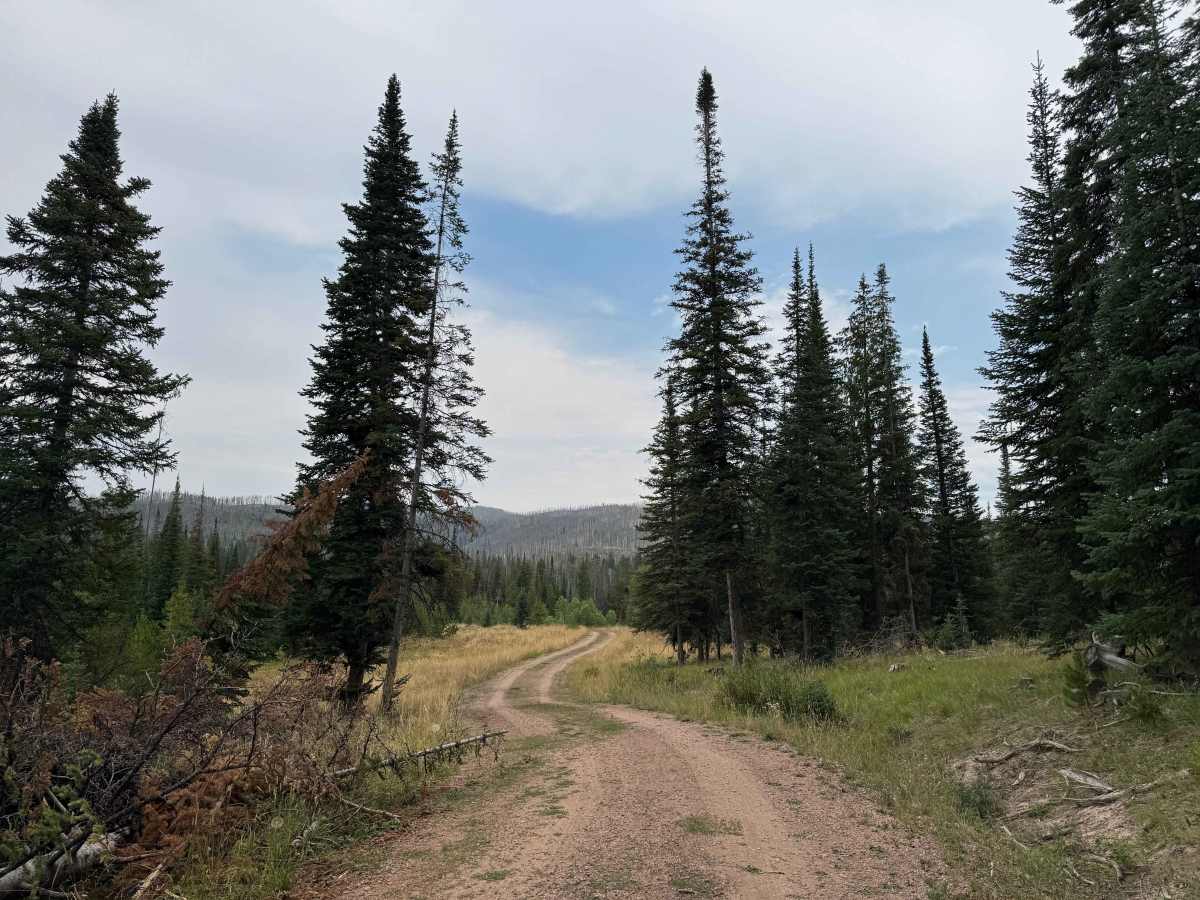 Morgan Creek Road - FS 442 photo 6