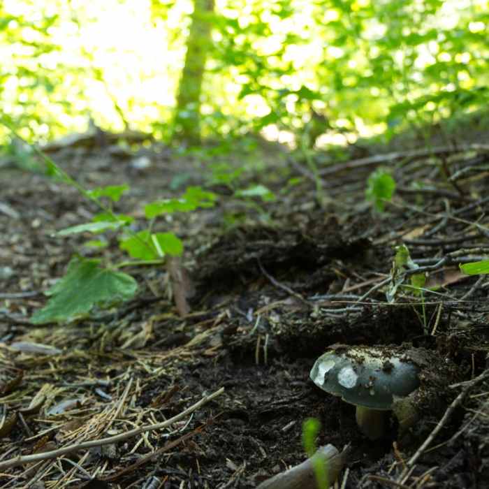 Near Lilypad Lake Via Poison Canyon Trail