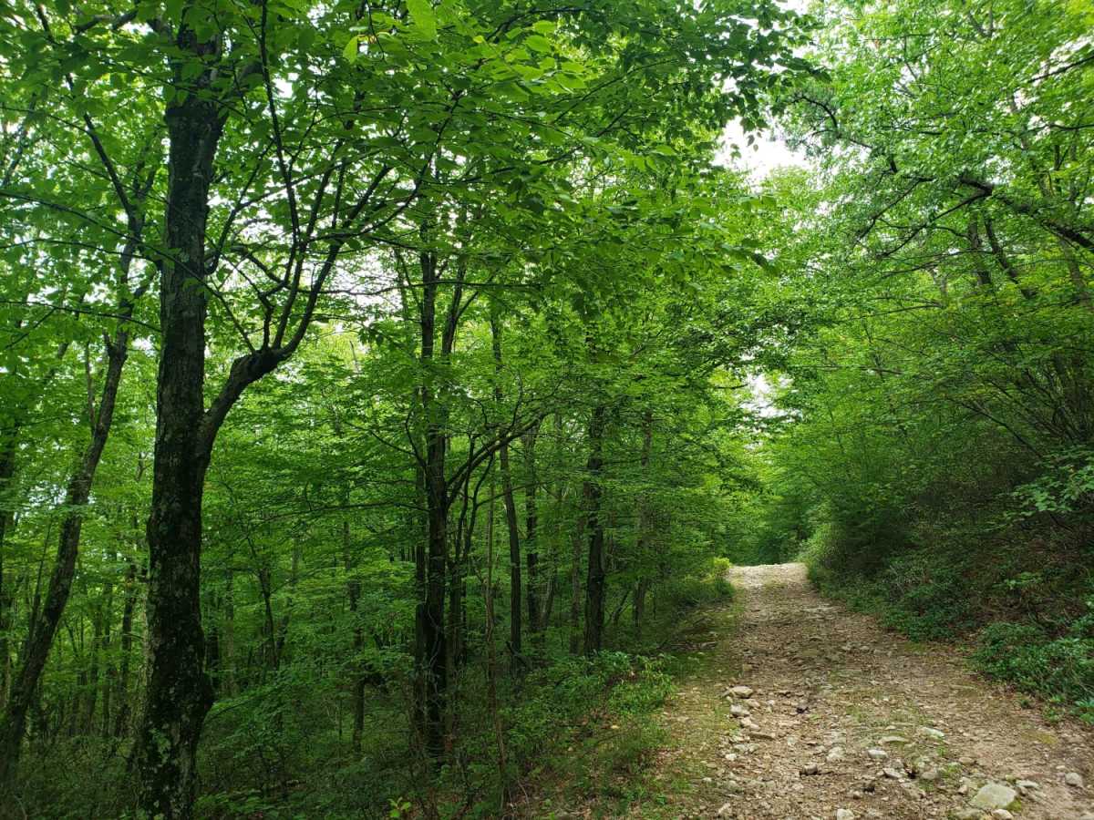 Strongs Mountain Trail photo 5