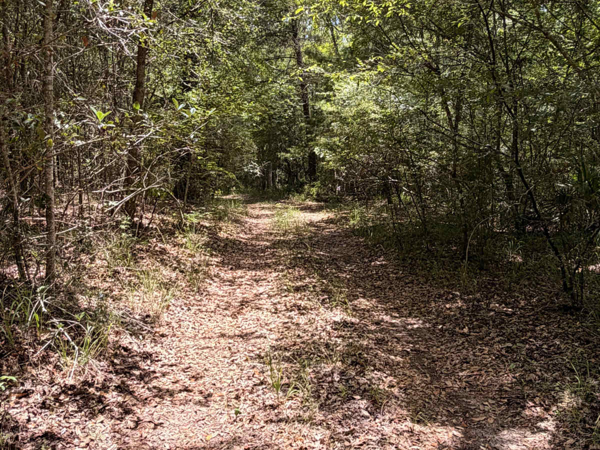 Swamp Camp Trail photo 5