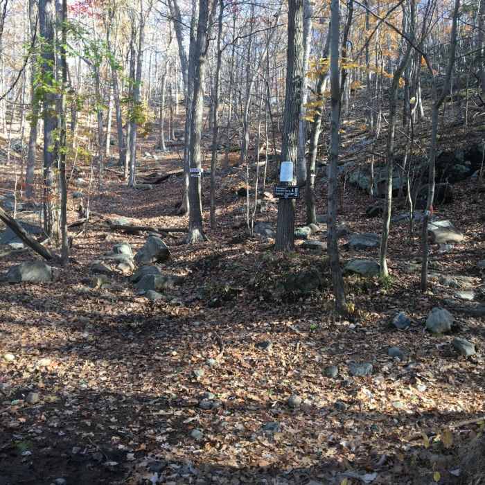 Near Black Ash Mountain Loop