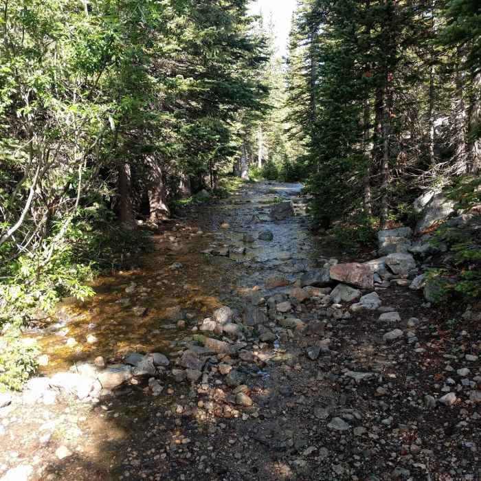 Near Saint Vrain Mountain Trail #915