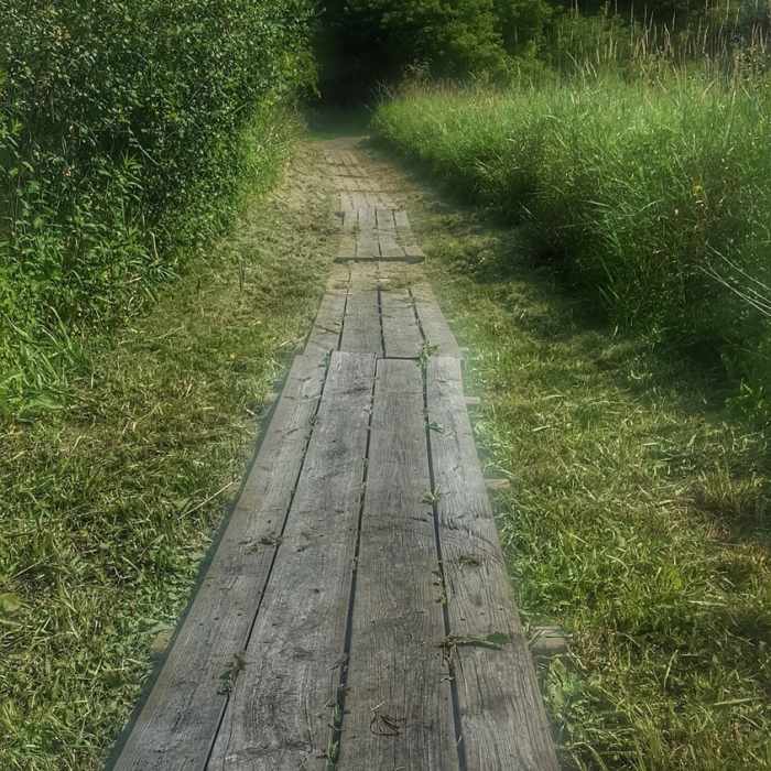 Boardwalk Near Ice Age Trail: Waterville Segment
