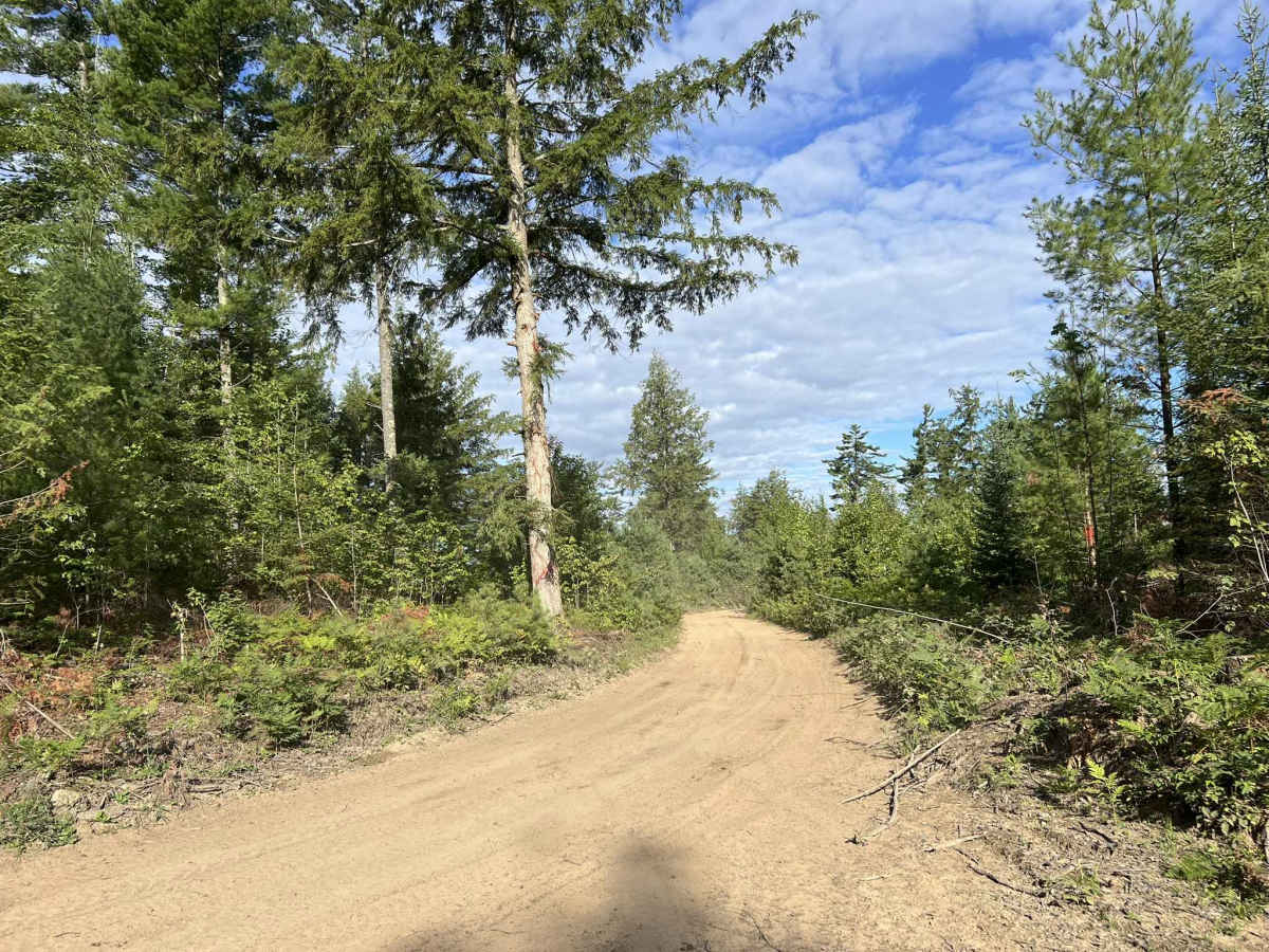 Route FIR - Forest Road 13042 photo 4