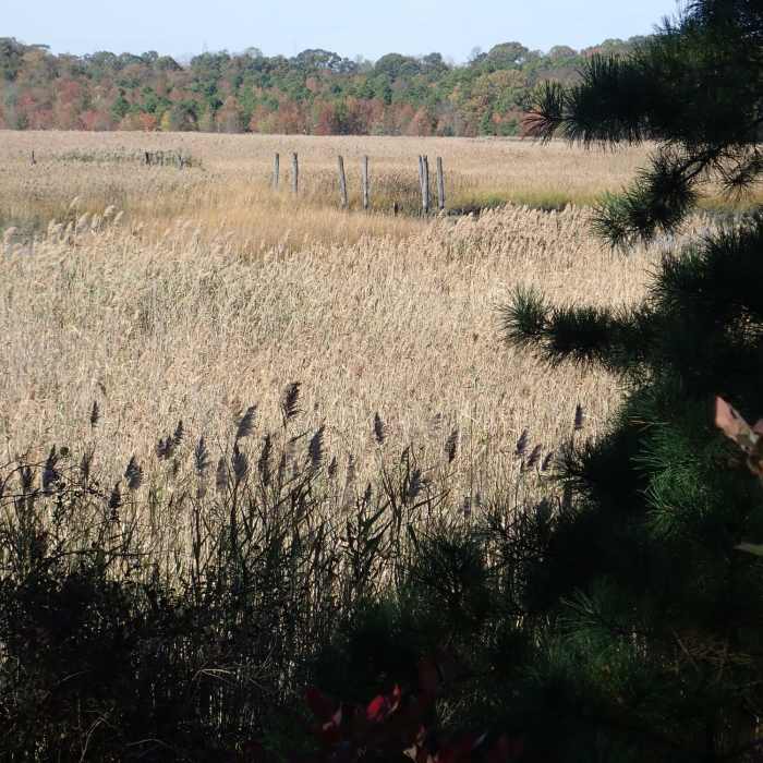 Steamboat Landing Pilings Near Steamboat Landing and Crabbing Bridge Loop