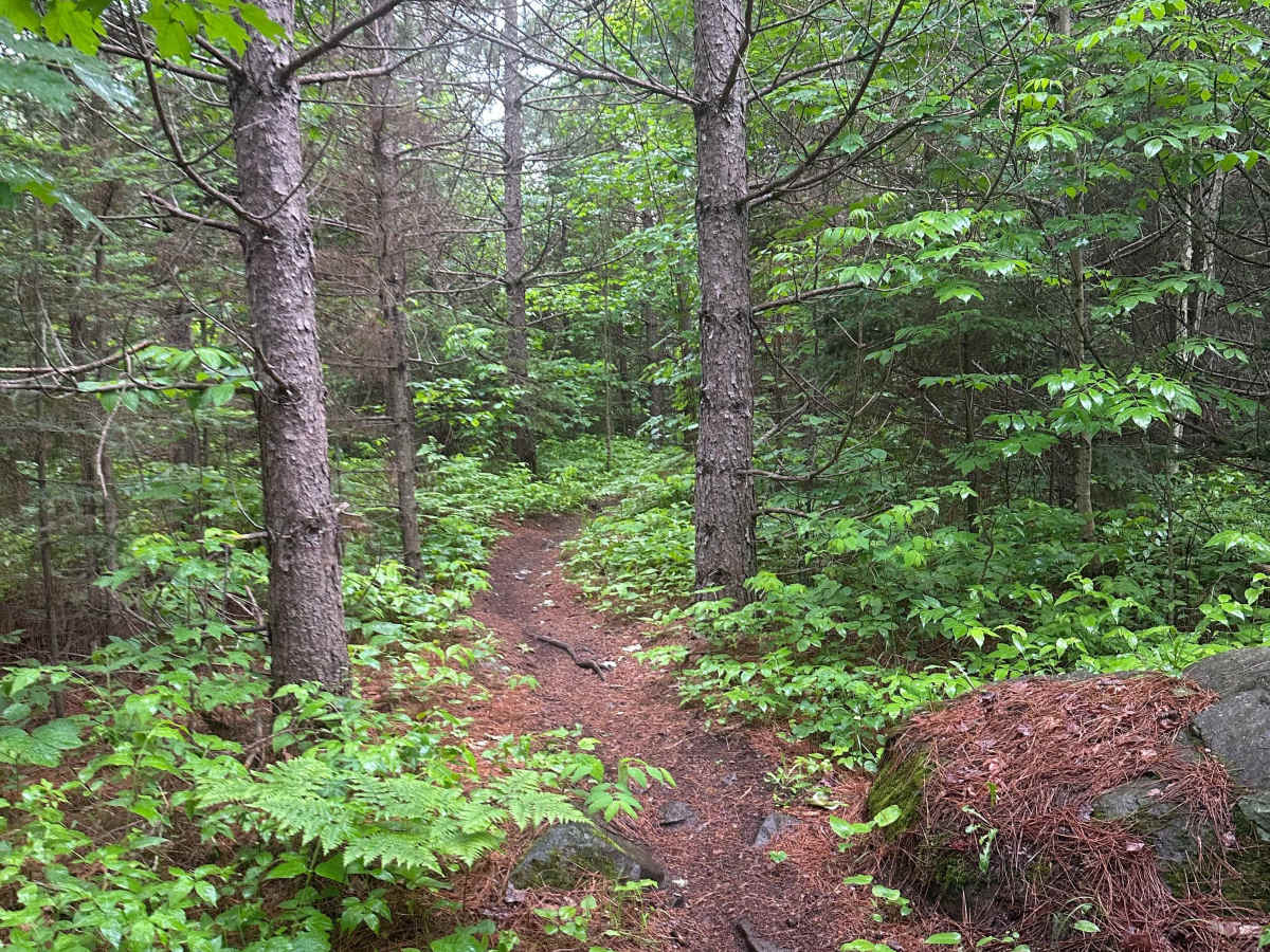 Alger Grade - Trail 10 photo 2