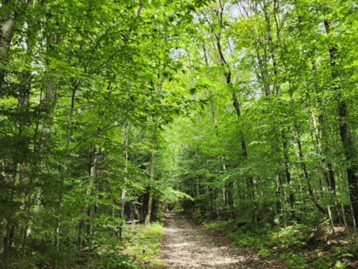 Flansberg Trail photo 5