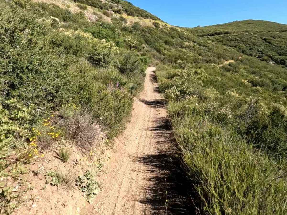 Ridge Trail photo 5