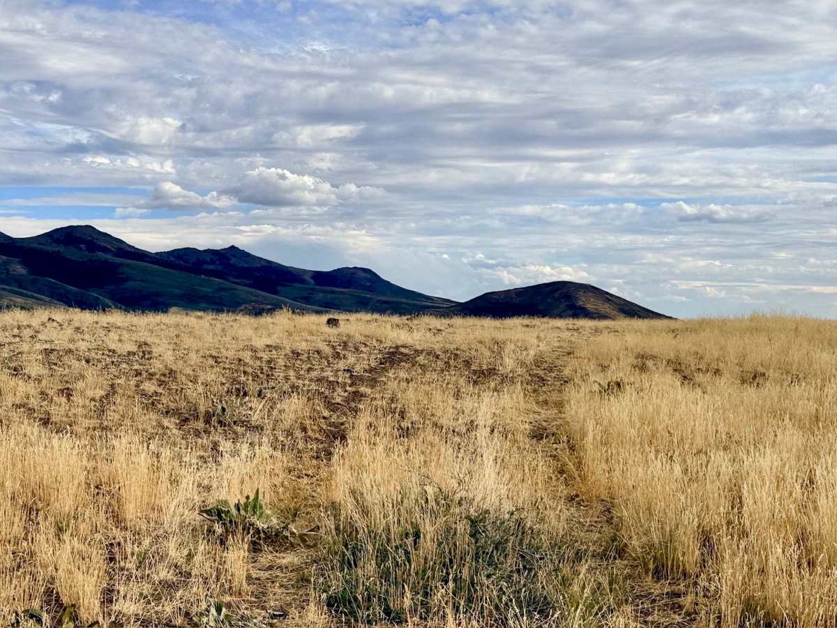 Jack 3 - FS 16215 trail photo