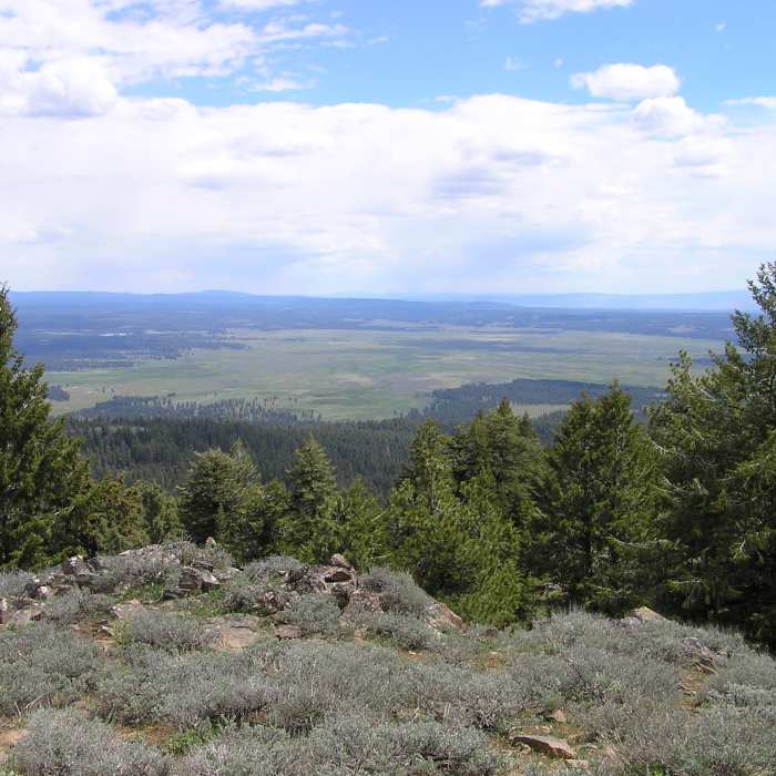 Near Round Mountain Trail (#805)