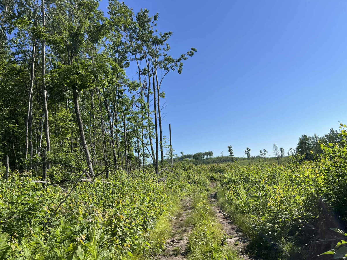 Forest County ATV/ SxS Loop 2 Bypass  trail photo