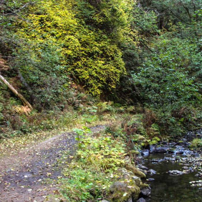 Near Fern Canyon Trail