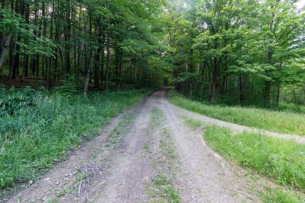 Fitch Hill Forest Road