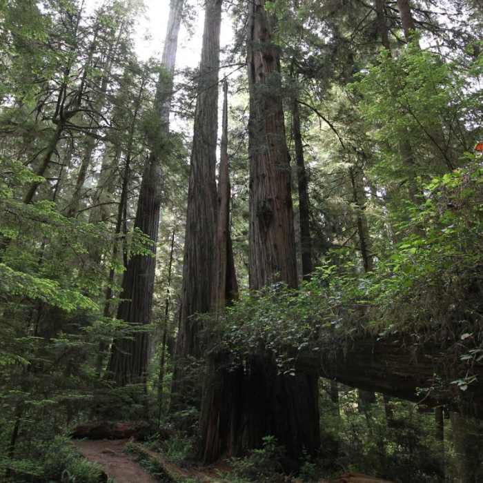 Near Boy Scout Tree Trail