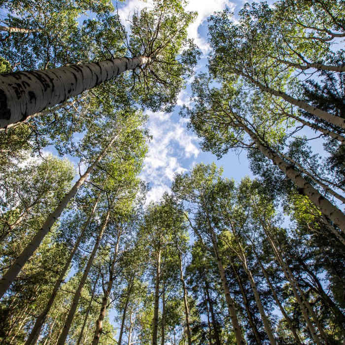 Near Devil's Head Lookout