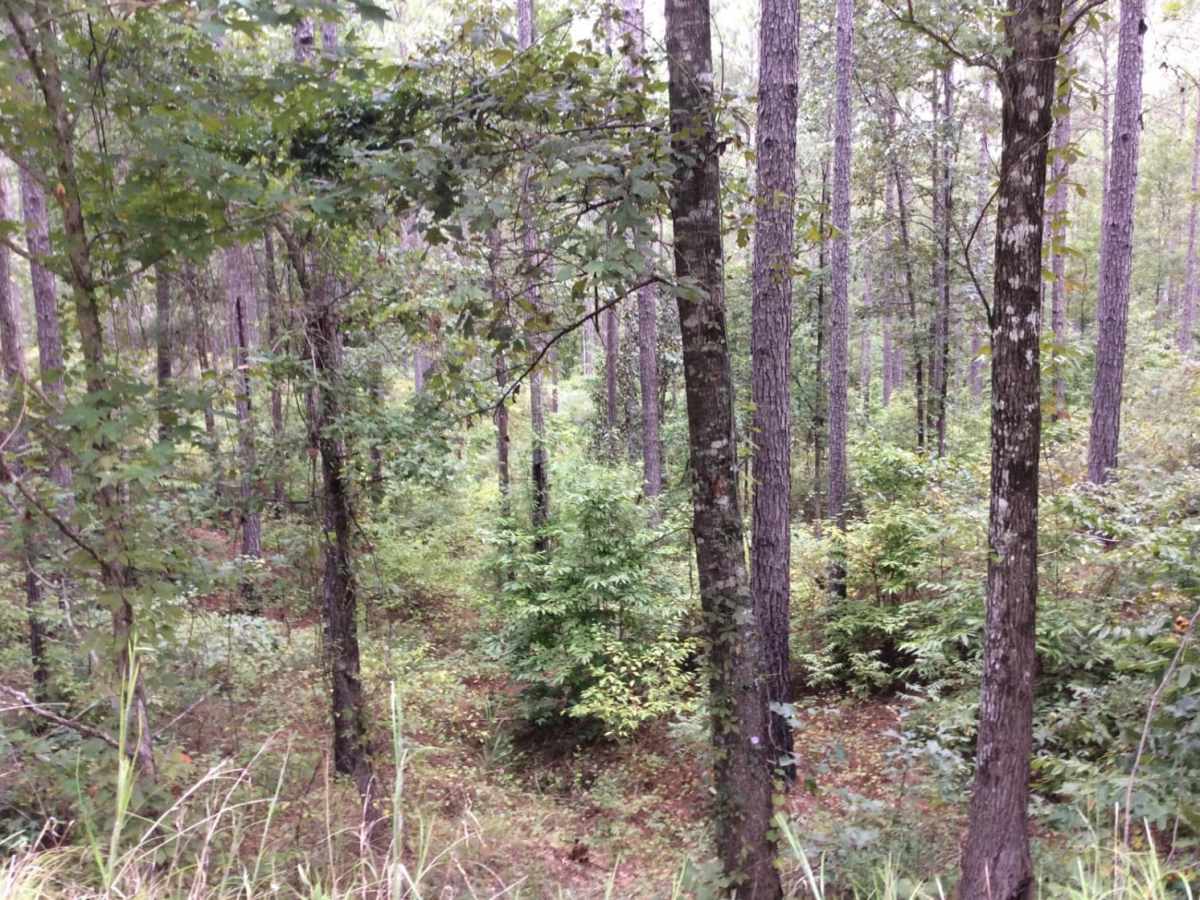 HCNF Swayze Trace Trail photo 5