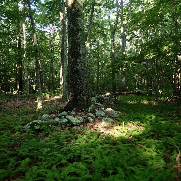 Near Blue Trail