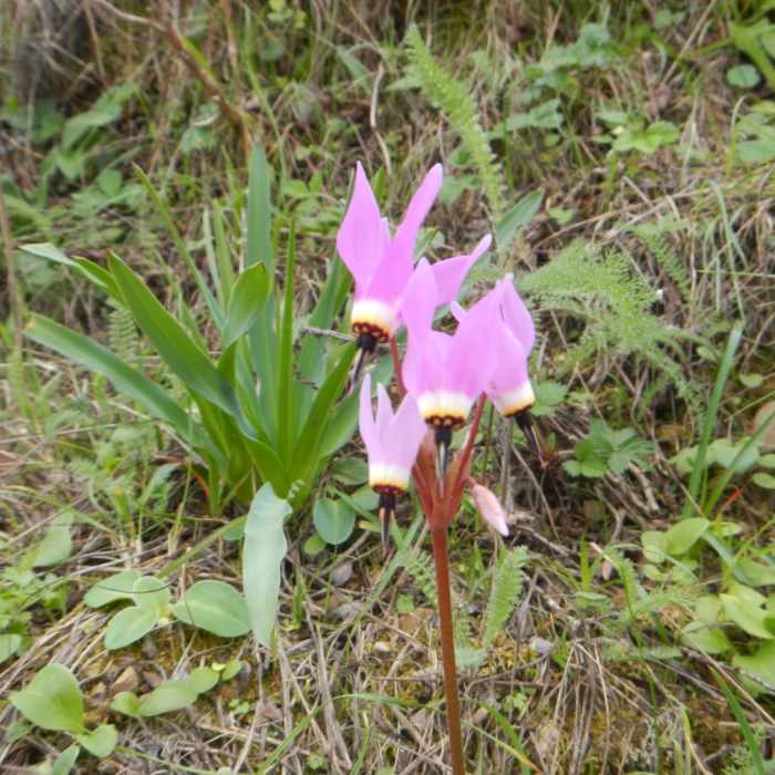 Today, only found on the Wolf Ridge Trail! Near Coastal Trail