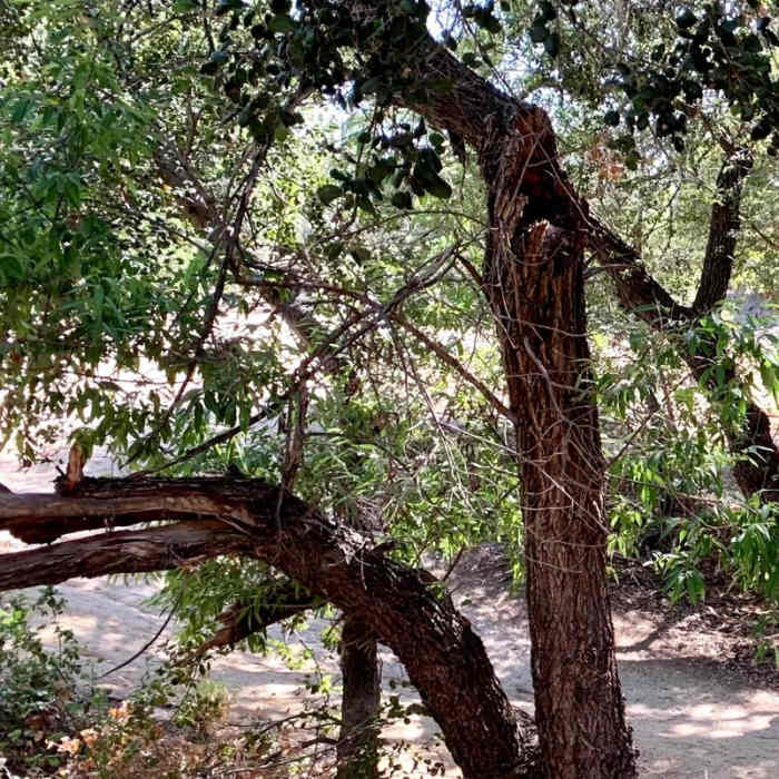 Near Medea Creek Trail