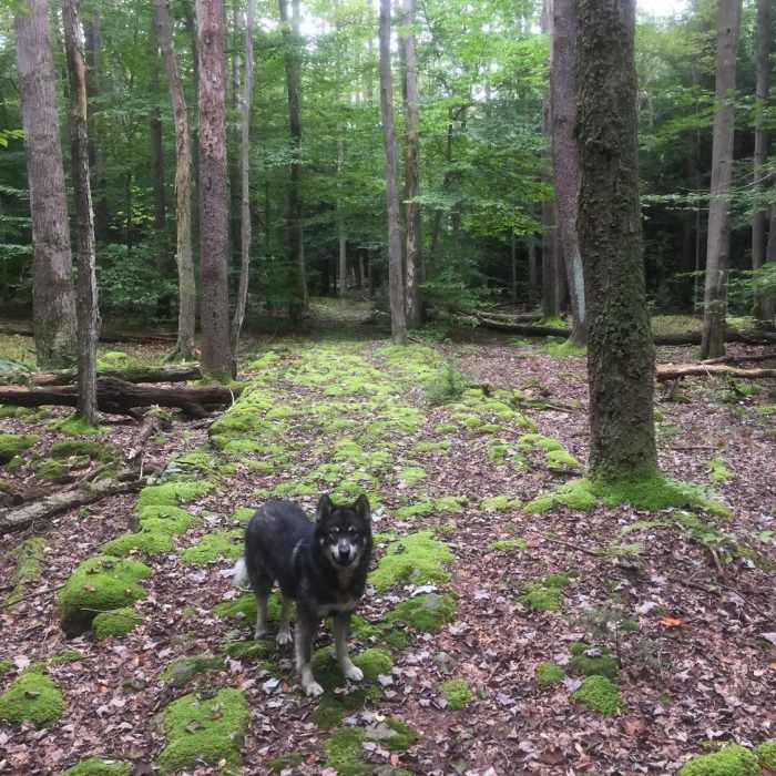 Fitz pausing for a photo op Near John P. Saylor Trail (Middle Ridge Loop)