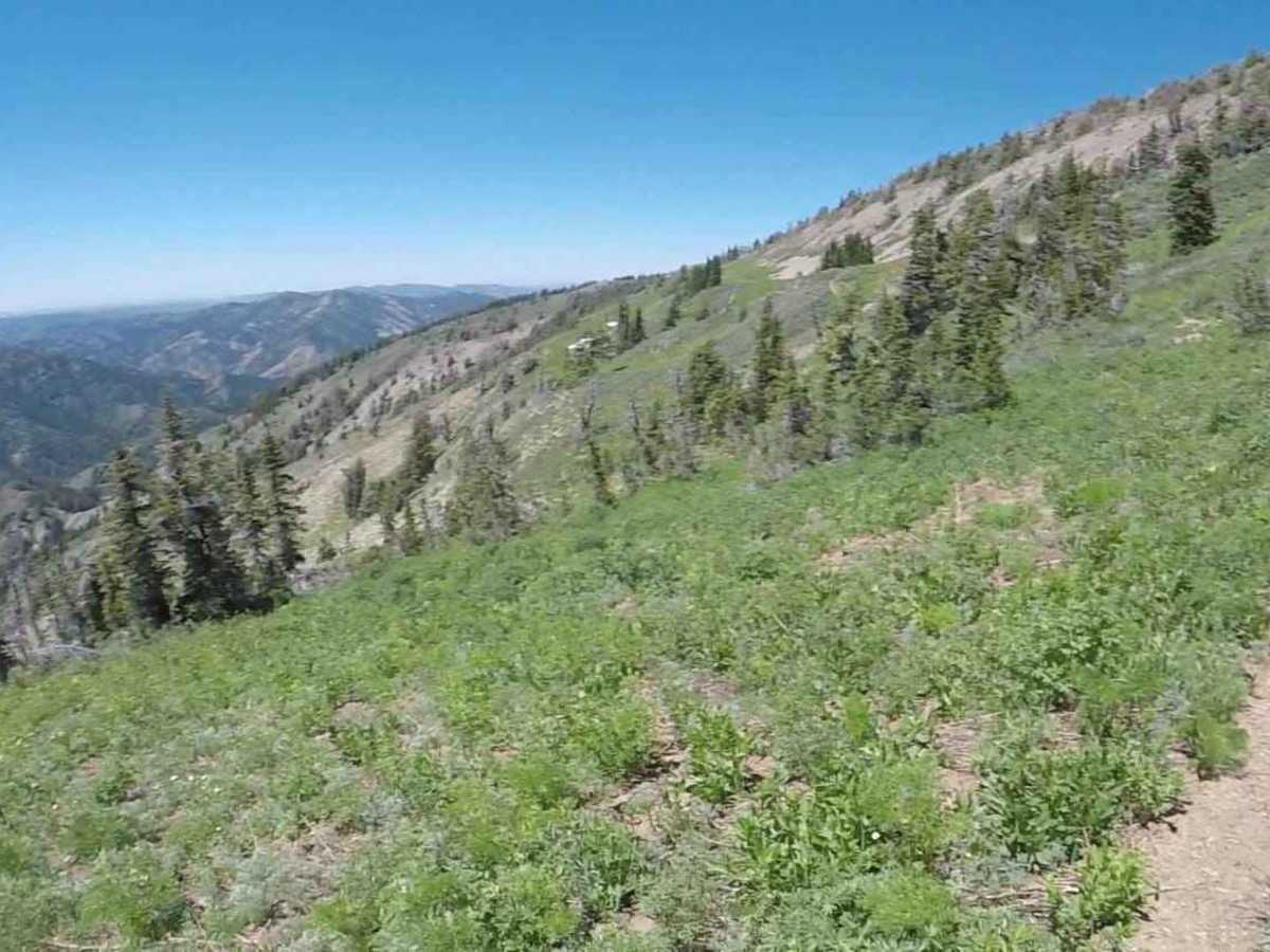 Elk Ridge Mtn trail photo