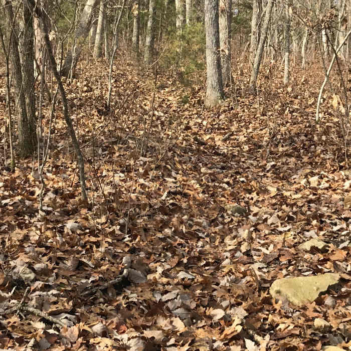 Typical trail covered in leaves. Near Berry Bend West