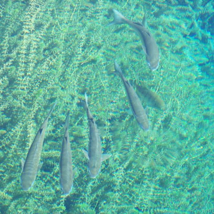Gilchrist Blue Spring (Gilchrist County, FL) Near Ruth B. Kirby Gilchrist Blue Springs State Park