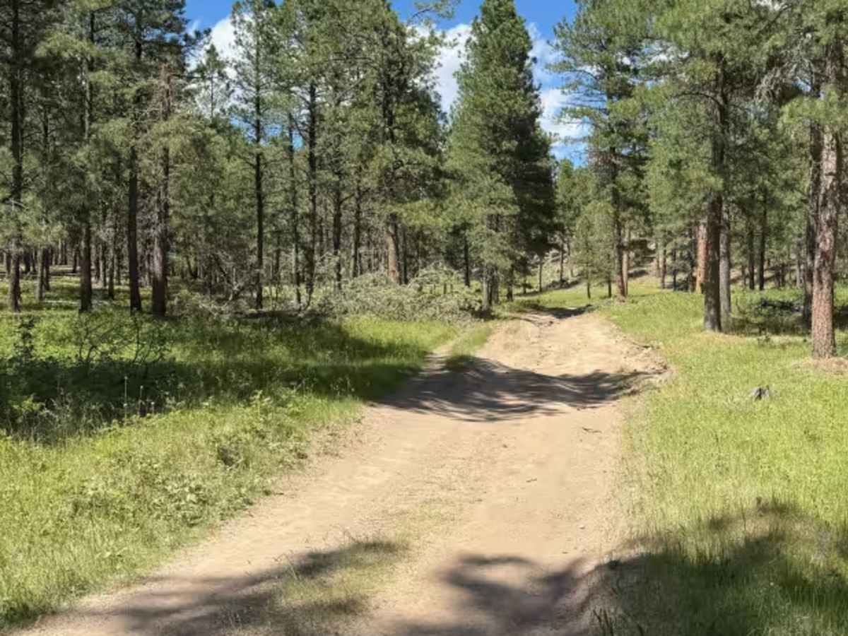 FS 243 trail photo