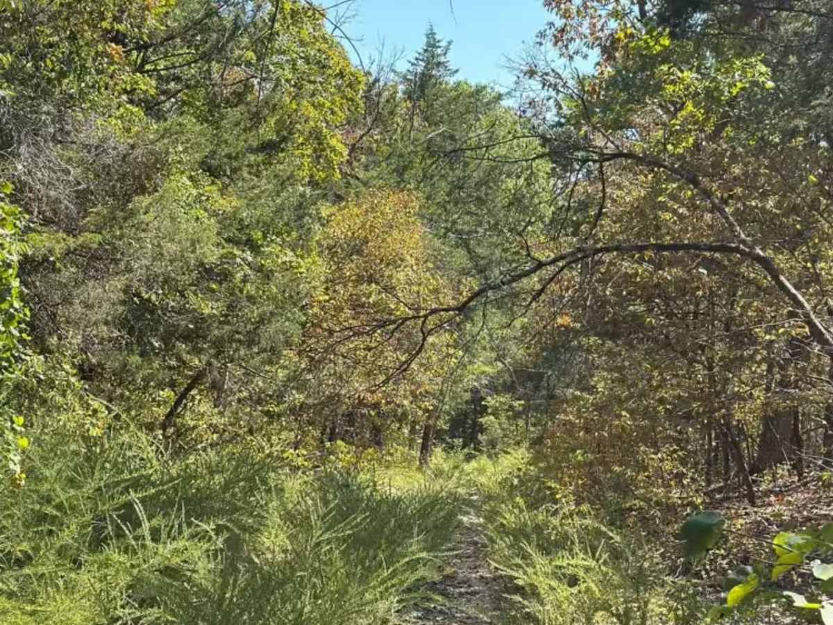 Baldknobber - FS 623 photo 5