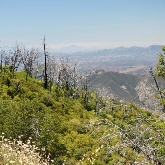 Near Silvercrest Trail