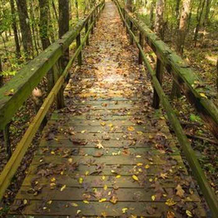 Dismal Swamp Boardwalk Near 4-Mile Loop