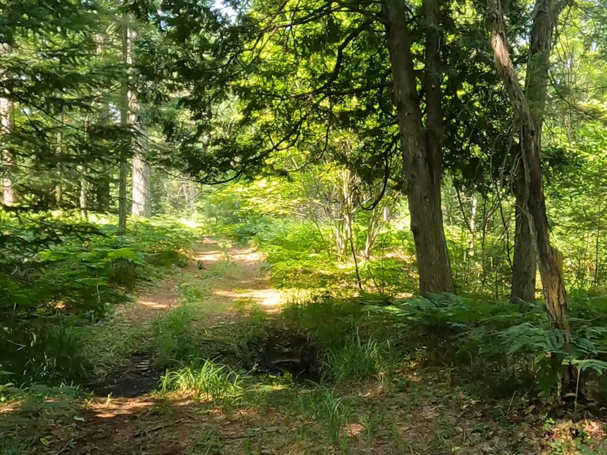 Short Swampy Trail photo 6