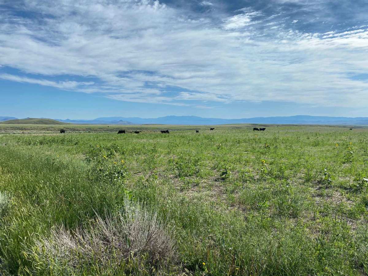 Boulder to Toston via Black Sage Pass photo 6