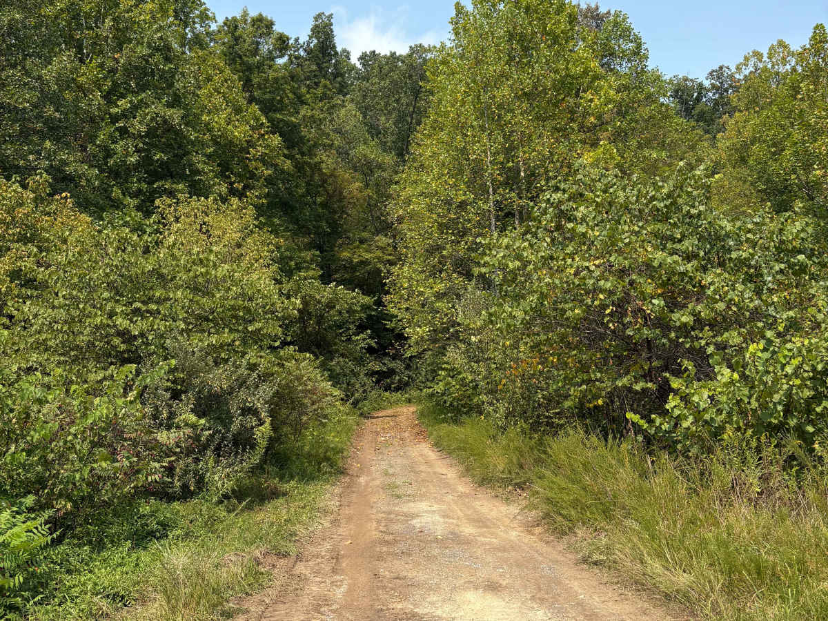 Trail 1 trail photo