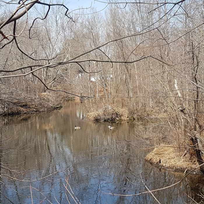 Ducks swimming in the smaller of the two ponds at Mondo Ponds Trail Near Mondo Ponds Trail